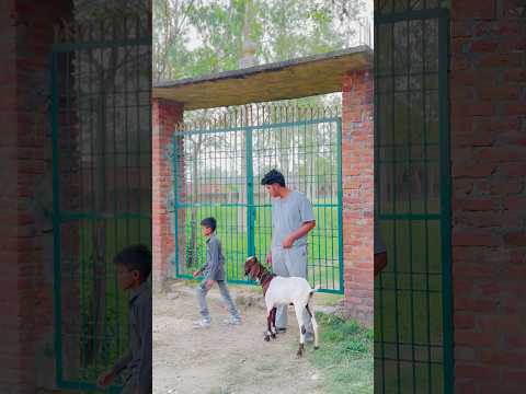 बकरे की कुरबानी क्यों नहीं हो सकती 😱🥺🤲🏻#shorts #trending #ytshorts #motivation
