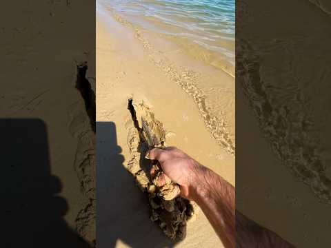 I found something in the sand! 😳