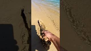 I found something in the sand! 😳