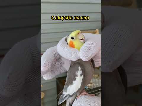Por isso é fácil identificar uma calopsita macho #calopsita #calopsitas