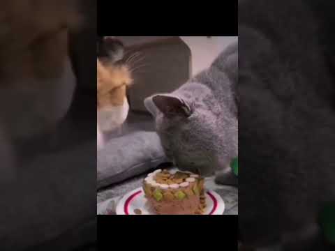 Best friends live and rejoice in the same house ππββ¬ #animals