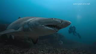 عروض شهر فبراير | ناشونال جيوغرافيك أبوظبي