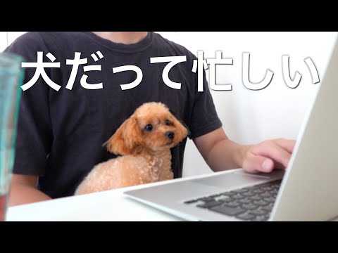 トイプードルがいる家で在宅勤務するとこうなる