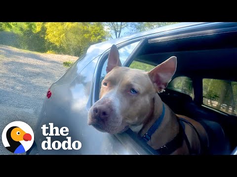 Foster Pittie's Christmas Wish Is A Family | The Dodo