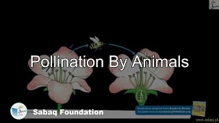 Pollination By Animals