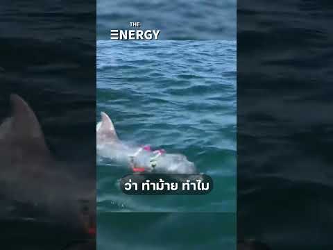 โลมาปากขวด ”นักเสพ“ แห่งท้องทะเล | THE ENERGY