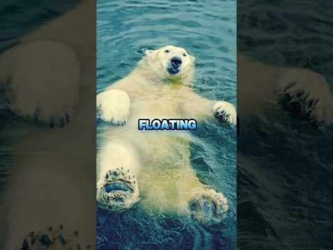 Polar bear’s world record swim