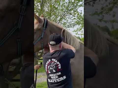 RESCUED PLOW HORSE LOVES HER ATLAS ADJUSTMENT 🐴 Animal Chiropractor