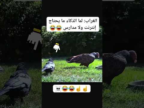#اكسبلور #النظافه #ضحك #السعوديه #funny #ورك #cat #التغطيه #تيك_توك #المراه