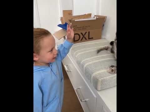 Mischievous cat #cat #funnycat #cats #funnyvideos #fyp
