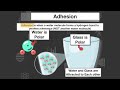 Water Properties and Plant Processes