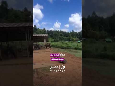 الأمومة غريزة حتى في عالم الحيوان ❤️ أنثى فيل تصرخ غاضبة في وجه رجل بعد سقوط ابنها على الأرض 🐘