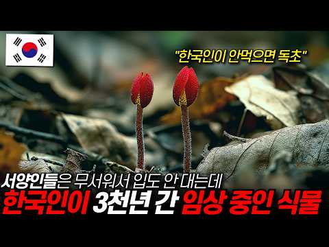 서양에서는 겁나서 입도 안 대지만 한국인들이 3천년간 임상 중인 식물 “한국인이 안먹으면 그건 독초” ::지구에서 사라진줄 알았더니 전북 무주에 빽빽하게 깔렸다 / 디씨멘터리