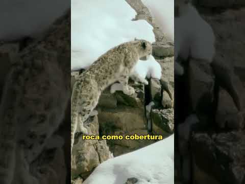 Snow leopards fear no harsh terrain in their hunt for food#animals #Friendship #Us#fyp