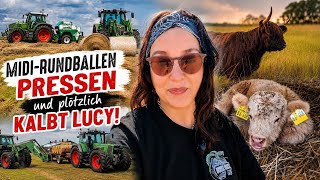Mitten in der Heuernte kalbt plötzlich Lucy! 😱 Haaland-Update 🐮 Fendt Favorit 926 🚜 