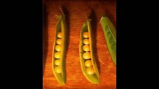 Mendel,çaprazlamalarda, bazı özelliklerin nesilden nesile belli oranlarda aktarıldığını keşfetti. 🌱