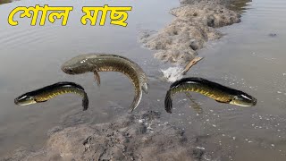 শোল মাছ ধরার ধুম|পুকুর সেচে অনেক শোল মাছ ধরলাম|village fishing 