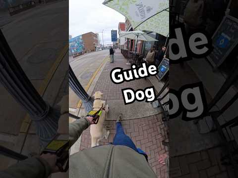 Guide Dogs Can Get Distracted But, Can Recover Quickly! #guidedog #dog #dogs