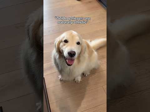 Exclusive Funny Moments of Maui 🐶😂……#maui #funnydog #comedy #ytshorts #shorts #trending #corgi
