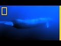 Understanding Blue Whale Communication