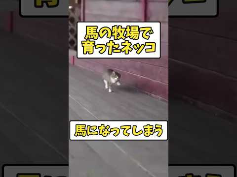 【ショート反応集】ネッコさん、牧場で育った結果wwwww #shorts #2ch