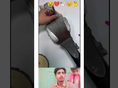 kabootar ki video 😾💔🕊️#pigeon #birds #animals #pets #attitude#pigens #bird #kabootar#pyra