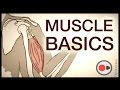 Exploring the Muscular System for Athletes