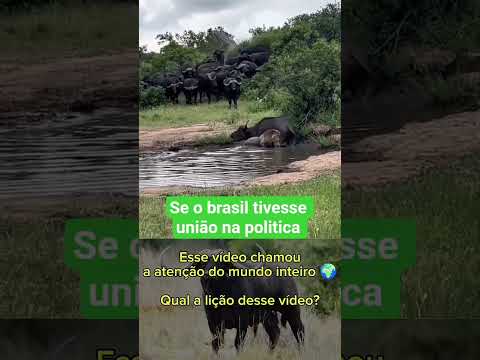 MAGNO-380:se o povo tivessem união como os animais tudo seria diferente