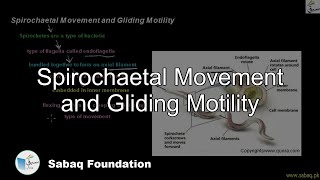 Spirochaetal Movement and Gliding Motility