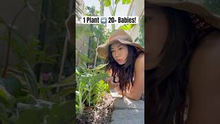 This Easy Trick Makes More Plants Fast!