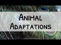 Exploring Animal Adaptations: Physical and Behavioral Insights