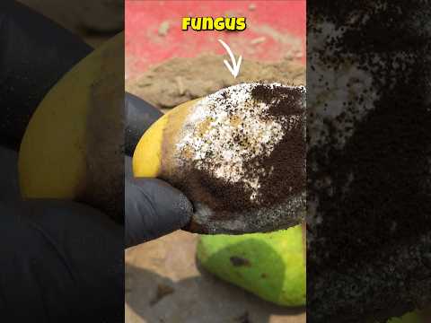 Fruit Preserve Ancient Technique #bluebox