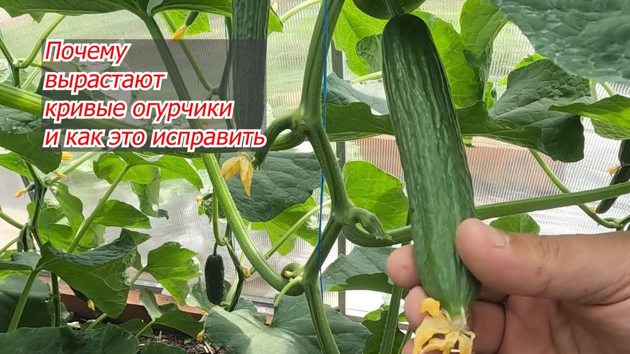 Кривые огурцы- чем подкормить, чтобы они снова стали ровными!