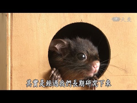 【地球爺爺的故事】 臺灣最大型的飛鼠 - YouTube