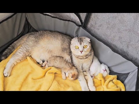 Cute mother cat and her baby kittens 😸  Scottish fold and Scottish straight 💞