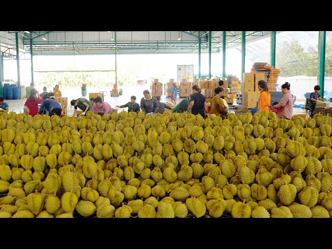 2023 Durian, Jackfruit, Coconut Farm Harvest Collection