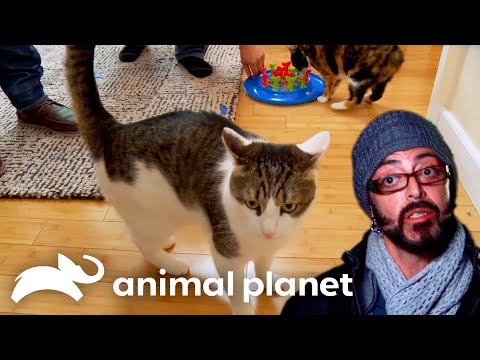 Two Cats Constantly Have Bloody Battles | My Cat From Hell | Animal Plane