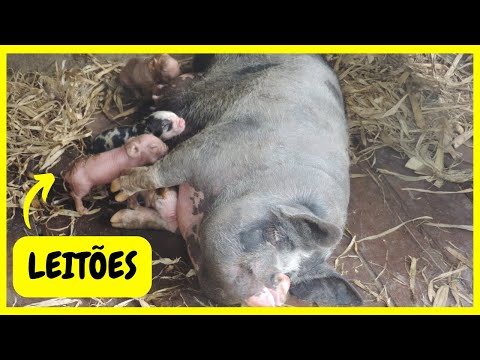 Surge um Milagre: Mini Porca Pururuca dá a Luz a Leitões FILHOTES Fofíssimos | Gutejando