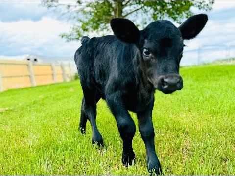 Feeding Time & Bottle Calf Essentials in a Nutshell