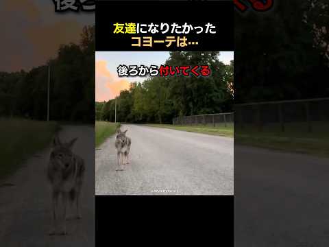 友達になりたかったコヨーテは···