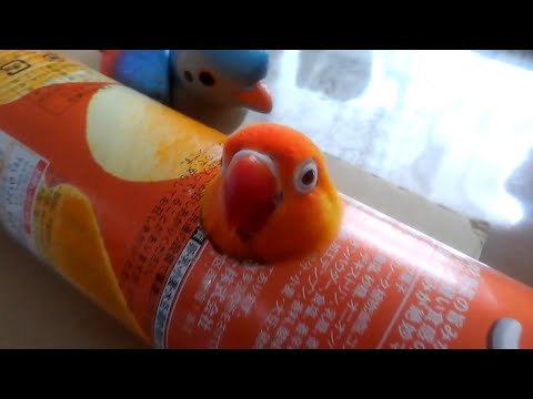 Super Cute And Funny Parrots #32