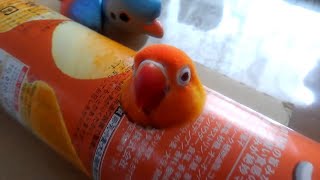 Super Cute And Funny Parrots #32
