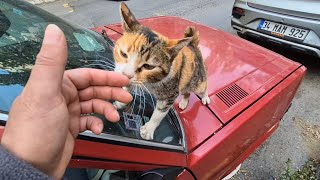 A very polite tailless calico cat is asking me for food.