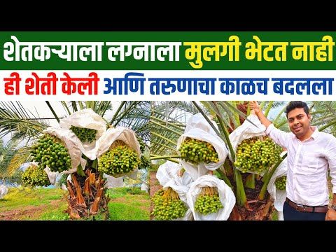 Khajur Farming in Maharashtra | Khajur Sheti Mahiti | खजूर शेती लागवड | Khajur Sheti Marathi