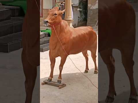 3 August 2024 || Bullrace Bulllover