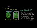 Respiratory Systems and Gas Exchange