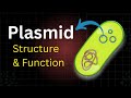 Understanding Plasmids in Molecular Biology