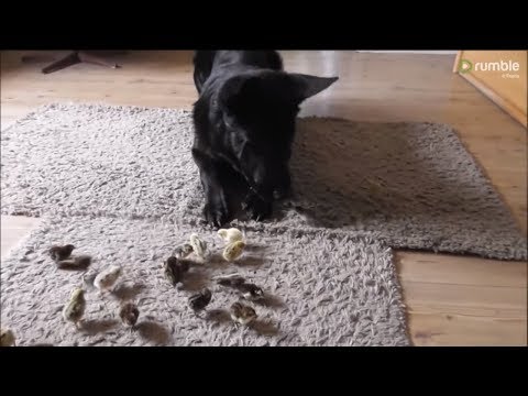 Gentle German Shepherd welcomes newborn quail chicks