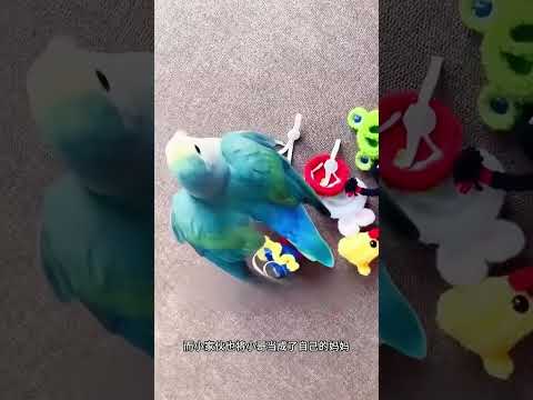 小哥帮鹦鹉妈妈分娩,不料出生的小鸟竟把他当成了妈妈