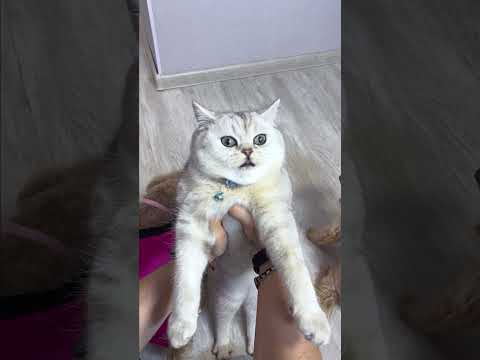 КТО СОЖРАЛ ПИРОЖНОЕ ?#cat